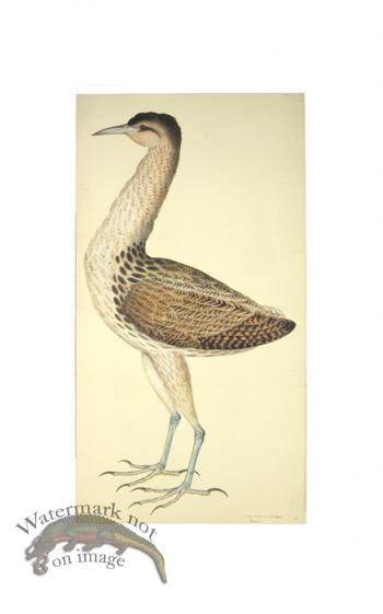 EUROPEAN BITTERN . PL 4